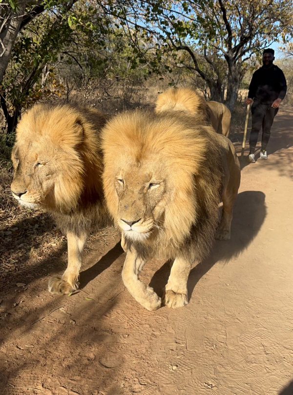 Man Walking with Lions on Safari