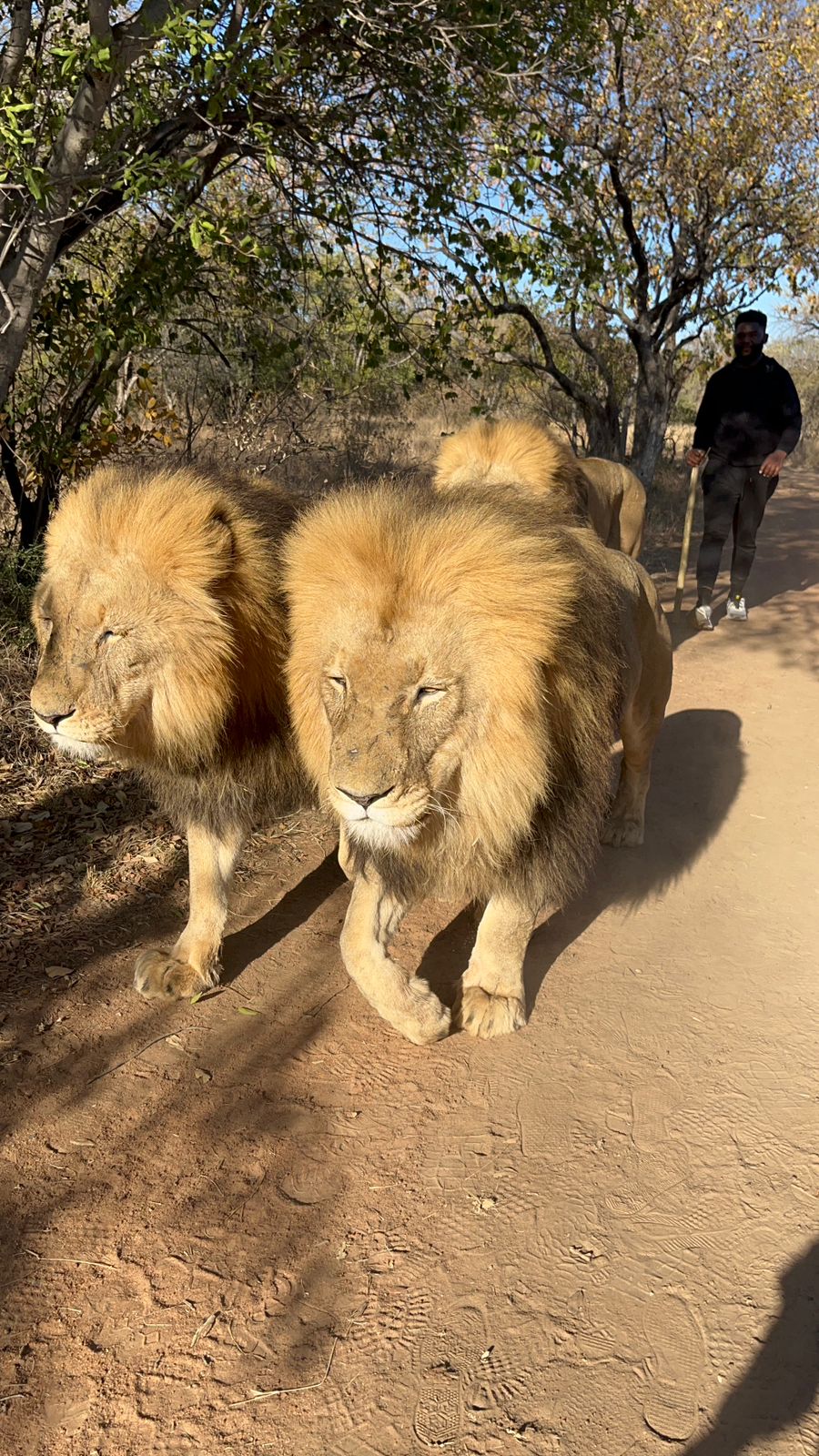 Man Walking with Lions on Safari