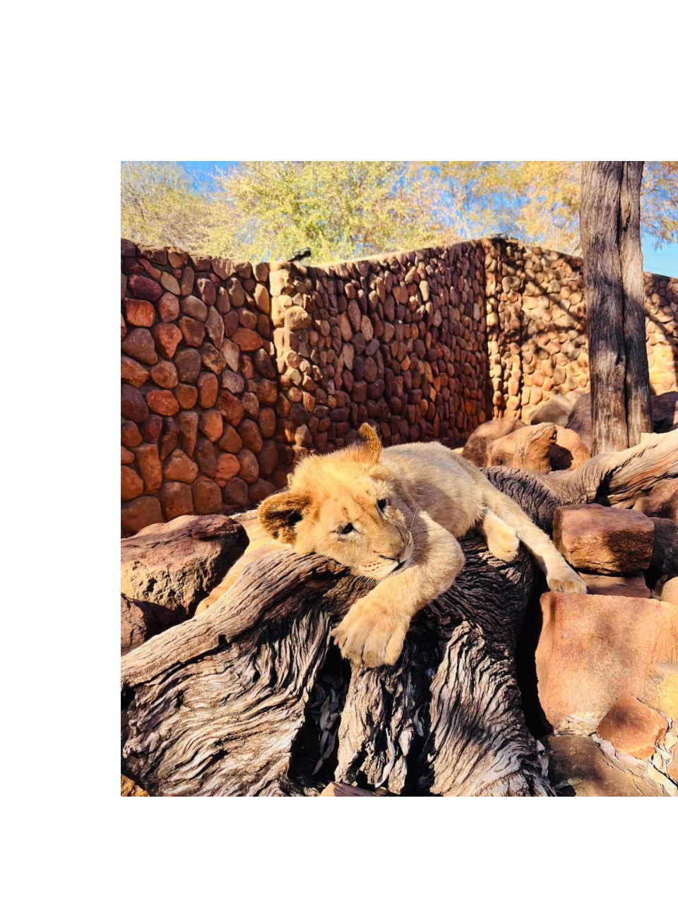 Lion cub resting peacefully on rocks at a game reserve, enjoying the warmth of the sun
